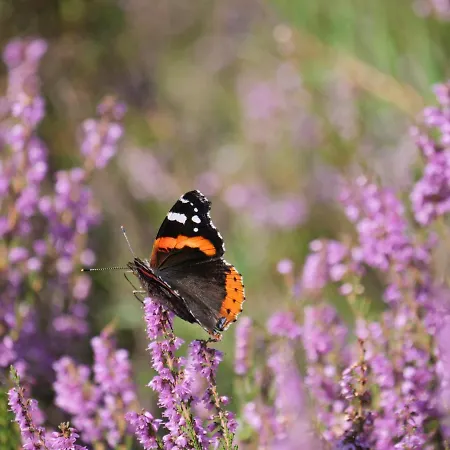 Bed & Breakfast La Veluwe Wapenveld
