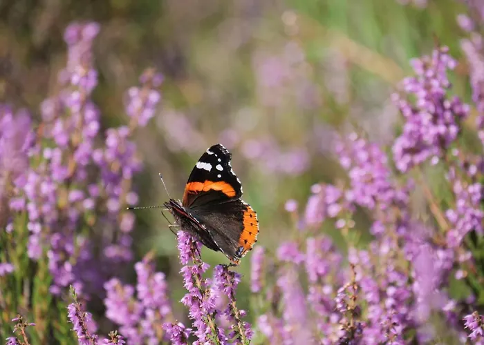 Frühstückspension La Veluwe Wapenveld